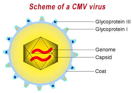 Поговорим о цитомегаловирусной инфекции... Поговорим о цитомегаловирусной инфекции...