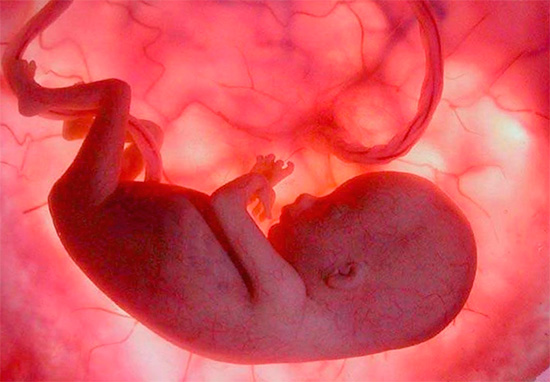 В первом триместре беременности иммунитет женщины существенным образом снижается, чтобы не произошло отторжения эмбриона. В первом триместре беременности иммунитет женщины существенным образом снижается, чтобы не произошло отторжения эмбриона.