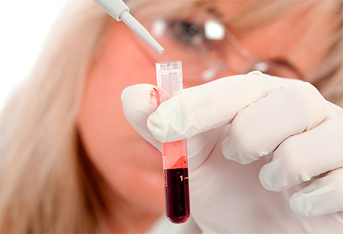 Подтвердить герпесвирусную инфекцию можно по наличию соответствующих антител в крови Подтвердить герпесвирусную инфекцию можно по наличию соответствующих антител в крови