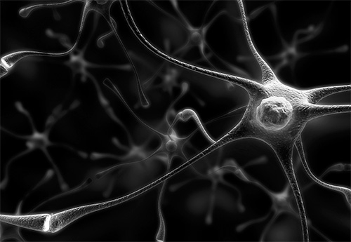 Вирус herpes simplex способен сохраняться в нервных клетках спинного мозга в течение всей жизни человека Вирус herpes simplex способен сохраняться в нервных клетках спинного мозга в течение всей жизни человека