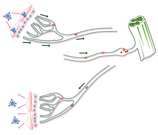 В клетках спинного мозга вирус может сохранять свою генетическую информацию на протяжении всей жизни человека. В клетках спинного мозга вирус может сохранять свою генетическую информацию на протяжении всей жизни человека.