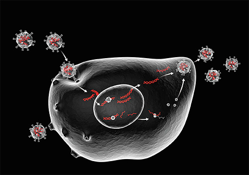 Существует несколько типов герпесвирусов, которые могут вызвать характерные высыпания на теле. Существует несколько типов герпесвирусов, которые могут вызвать характерные высыпания на теле.