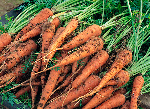 Употребление в пищу немытых овощей и фруктов обеспечивает пик заболеваемости детей именно в летне-осенний период. Употребление в пищу немытых овощей и фруктов обеспечивает пик заболеваемости детей именно в летне-осенний период.