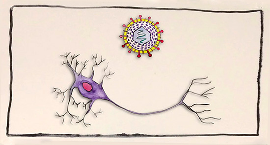 Вирус herpes simplex может всю жизнь человека находиться в клетках спинного мозга. Вирус herpes simplex может всю жизнь человека находиться в клетках спинного мозга.