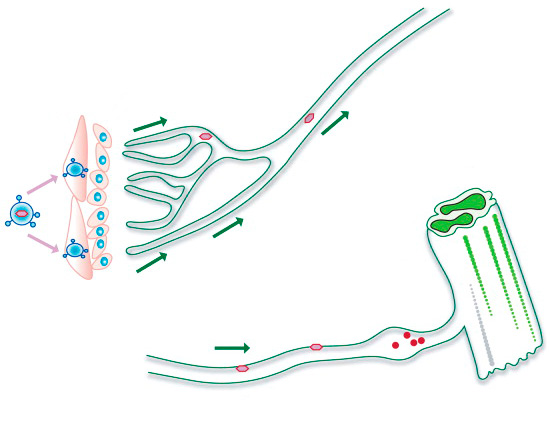 Вирус herpes simplex сохраняется в нервных клетках спинного мозга всю жизнь человека. Вирус herpes simplex сохраняется в нервных клетках спинного мозга всю жизнь человека.