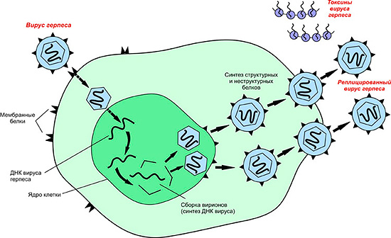 Схема заражения клетки вирусом герпеса. Схема заражения клетки вирусом герпеса.