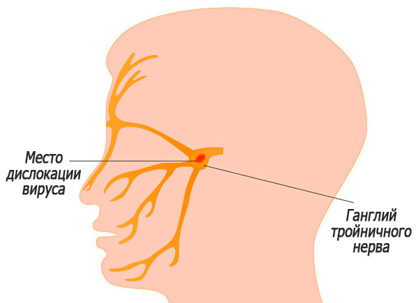 Зараженные вирусом нервные клетки будут производить вирионы в течение всей жизни организма. Зараженные вирусом нервные клетки будут производить вирионы в течение всей жизни организма.