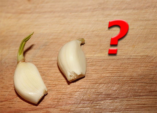 Следует иметь в виду, что чеснок может вызвать ожог слизистой губ... Следует иметь в виду, что чеснок может вызвать ожог слизистой губ...