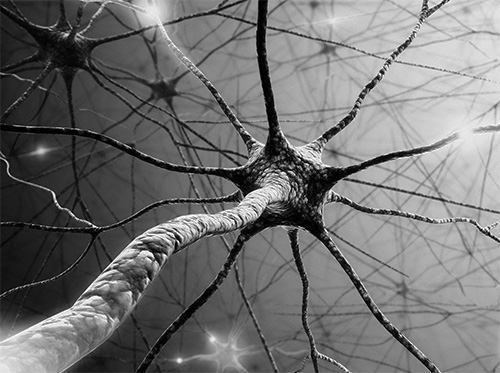 Вирус находится в клетках спинного мозга в течение всей жизни человека Вирус находится в клетках спинного мозга в течение всей жизни человека