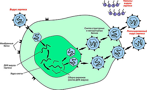 Схема поведения вируса герпеса в клетках организма. Схема поведения вируса герпеса в клетках организма.
