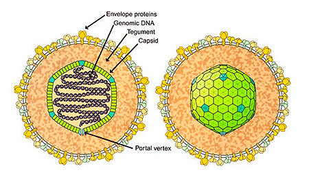 Наиболее известной болезнью, которую вызывает вирус, является инфекционный мононуклеоз. Наиболее известной болезнью, которую вызывает вирус, является инфекционный мононуклеоз.