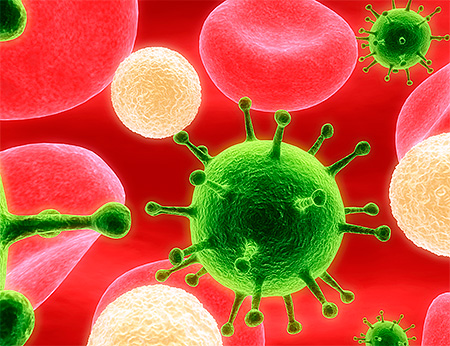 Знакомимся с вирусами herpes simplex 1 и 2 типов (HSV1 и HSV2). Знакомимся с вирусами herpes simplex 1 и 2 типов (HSV1 и HSV2).