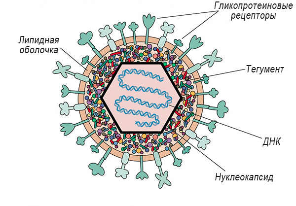 Строение вируса Herpes simplex Строение вируса Herpes simplex